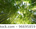 Looking up at the young leaf-colored bamboo grove with the sunlight filtering through the foliage 96695859
