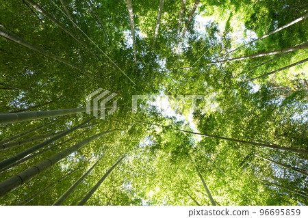 仰望陽光從樹葉間滲入的嫩葉色竹林 96695859