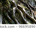 Strong and thick roots growing on rocks 96695890