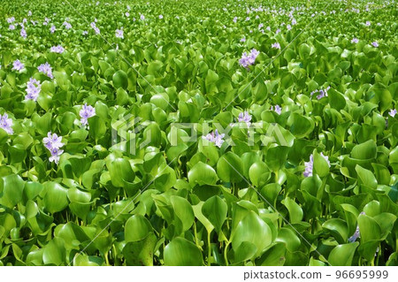 Water hyacinth flower garden Children's song hometown Otone Michi-no-Eki 96695999