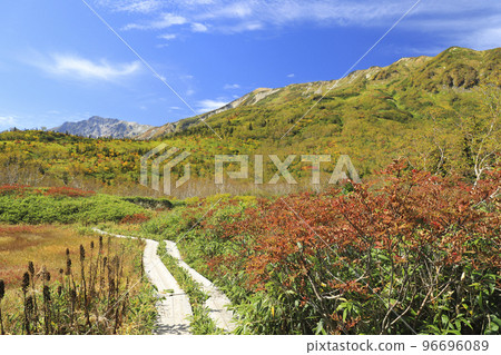 Autumn leaves Tsugaike nature park 96696089