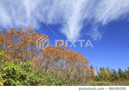 Autumn leaves Tsugaike nature park Autumn leaves Tsugaike nature park 96696090