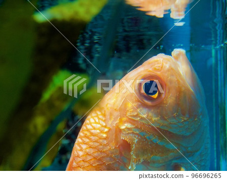 惠比壽台海之森水族館 惠比壽台海之森水族館 96696265