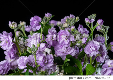 Bouquet of gently lilac Matthiola flowers on a black background 96696286