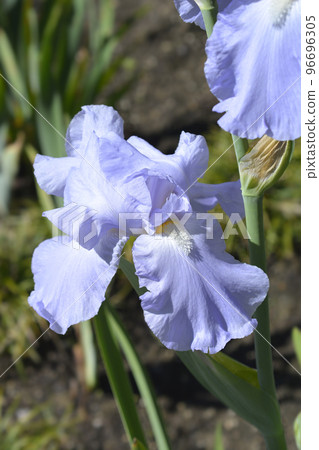 Tall bearded iris Eleanors Pride Tall bearded iris Eleanors Pride 96696305