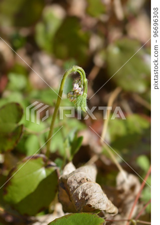 Alpine barrenwort 96696308