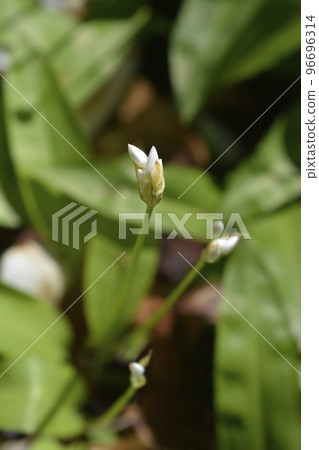 Wild garlic 96696314