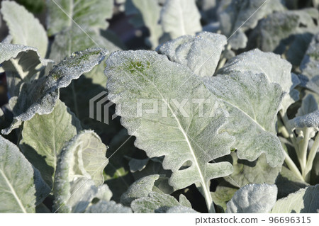 Shining-white ragwort 96696315