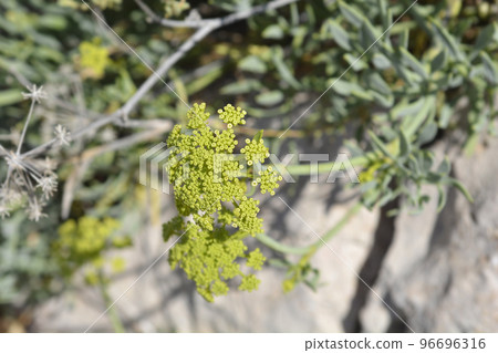 Sea fennel 96696316