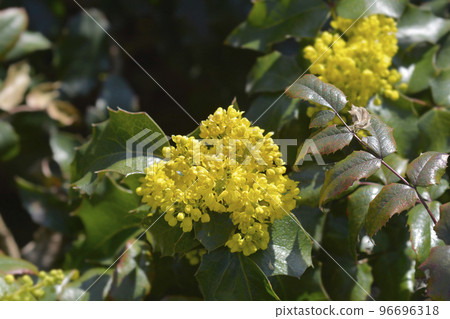 Oregon grape 96696318