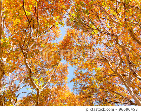 Beautiful scenery of autumn foliage Bright crape myrtle leaves Beautiful scenery of autumn foliage Bright crape myrtle leaves 96696458