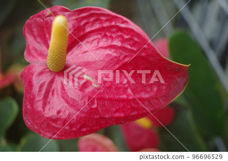 紅色的花朵 紅色的花朵 96696529
