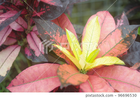 close up of red leaves close up of red leaves 96696530