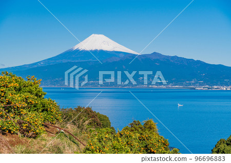 (Shizuoka) Snow-covered Mt. Fuji seen from the Izu mandarin orange field 96696883