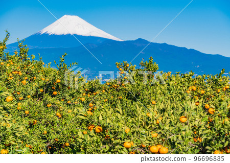 （靜岡）從伊豆橘子田看雪覆蓋的富士山 96696885