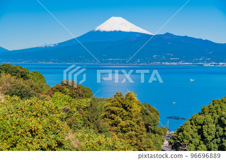 (Shizuoka) Snow-covered Mt. Fuji seen from the Izu mandarin orange field (Shizuoka) Snow-covered Mt. Fuji seen from the Izu mandarin orange field 96696889
