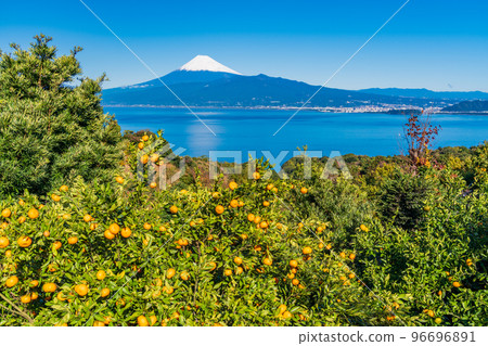 (Shizuoka) Snow-covered Mt. Fuji seen from the Izu mandarin orange field (Shizuoka) Snow-covered Mt. Fuji seen from the Izu mandarin orange field 96696891