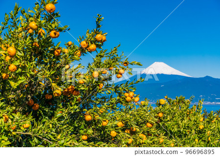 (Shizuoka) Snow-covered Mt. Fuji seen from the Izu mandarin orange field 96696895