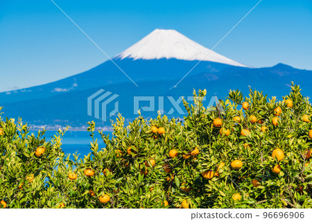 (Shizuoka) Snow-covered Mt. Fuji seen from the Izu mandarin orange field (Shizuoka) Snow-covered Mt. Fuji seen from the Izu mandarin orange field 96696906