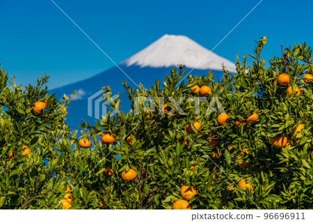(靜岡)從伊豆橘子田看雪覆蓋的富士山 (靜岡)從伊豆橘子田看雪覆蓋的富士山 96696911