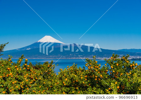 (Shizuoka) Snow-covered Mt. Fuji seen from the Izu mandarin orange field 96696913