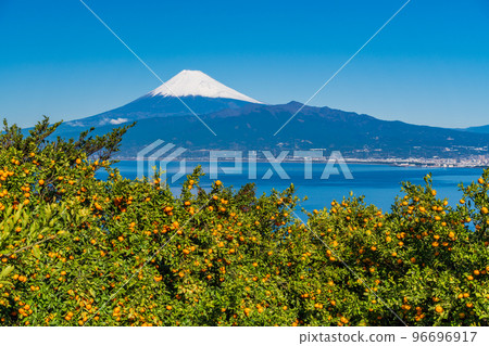 (Shizuoka) Snow-covered Mt. Fuji seen from the Izu mandarin orange field 96696917