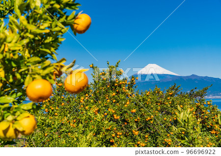 (Shizuoka) Snow-covered Mt. Fuji seen from the Izu mandarin orange field 96696922