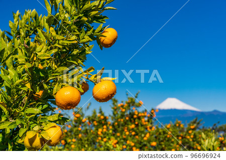 (Shizuoka) Snow-covered Mt. Fuji seen from the Izu mandarin orange field 96696924