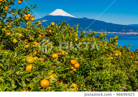 (Shizuoka) Snow-covered Mt. Fuji seen from the Izu mandarin orange field 96696925
