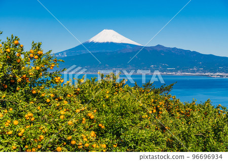 (Shizuoka) Snow-covered Mt. Fuji seen from the Izu mandarin orange field 96696934