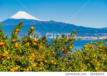 (靜岡)從伊豆橘子田看雪覆蓋的富士山 (靜岡)從伊豆橘子田看雪覆蓋的富士山 96696939