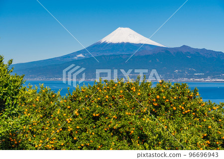 （靜岡）從伊豆橘子田看雪覆蓋的富士山 96696943