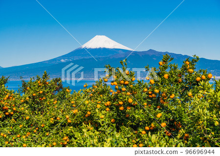 (Shizuoka) Snow-covered Mt. Fuji seen from the Izu mandarin orange field 96696944