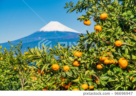 (Shizuoka) Snow-covered Mt. Fuji seen from the Izu mandarin orange field 96696947