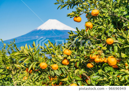 （靜岡）從伊豆橘子田看雪覆蓋的富士山 96696949