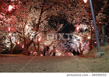Cherry blossoms at night at Hayashima Park 96696950