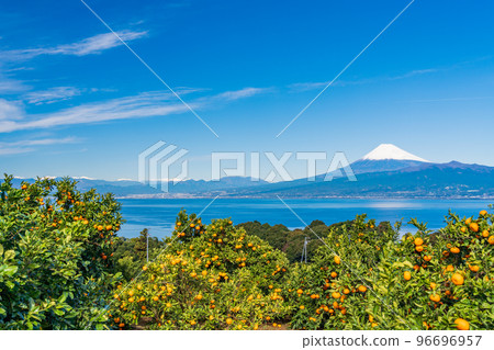 (Shizuoka) Snow-covered Mt. Fuji seen from the Izu mandarin orange field 96696957