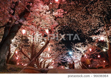 櫻花在Hayashima公園的晚上 96696964
