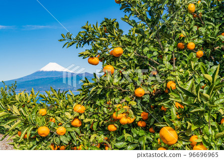 （靜岡）從伊豆橘子田看雪覆蓋的富士山 96696965