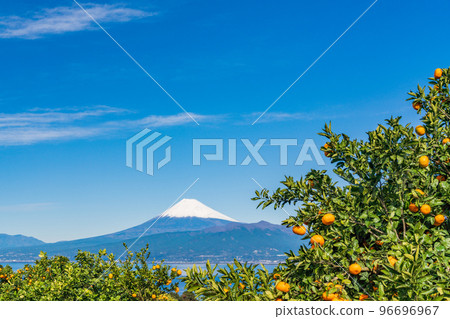 （靜岡）從伊豆橘子田看雪覆蓋的富士山 96696967