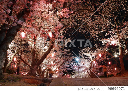 Cherry blossoms at night at Hayashima Park Cherry blossoms at night at Hayashima Park 96696971