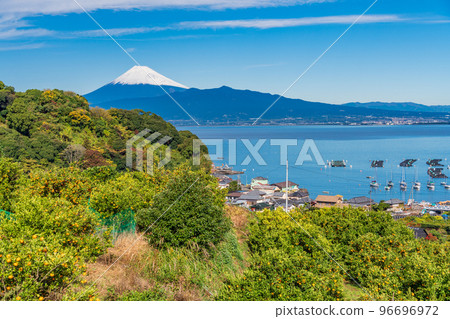 (Shizuoka) Snow-covered Mt. Fuji seen from the Izu mandarin orange field 96696972