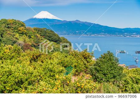 （靜岡）從伊豆橘子田看雪覆蓋的富士山 96697006