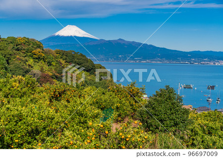 （靜岡）從伊豆橘子田看雪覆蓋的富士山 96697009