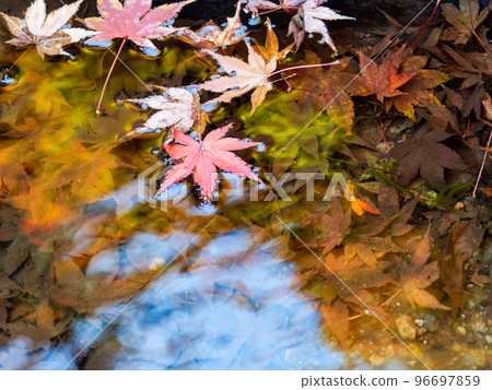 A beautiful view of autumn foliage Brilliant foliage falling on the surface of the water A beautiful view of autumn foliage Brilliant foliage falling on the surface of the water 96697859