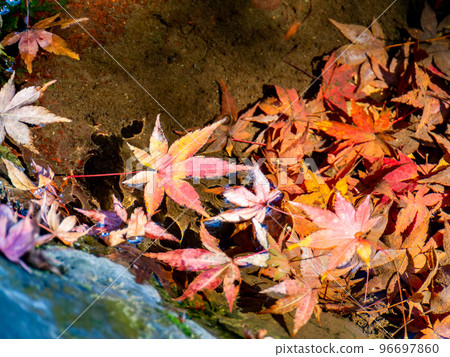 A beautiful view of autumn foliage Brilliant foliage falling on the surface of the water A beautiful view of autumn foliage Brilliant foliage falling on the surface of the water 96697860