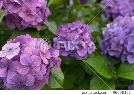 Vivid purple hydrangea flowers in the rainy season 96698362