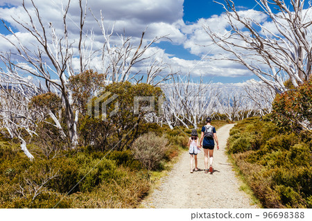 Wallace Hut Trail near Falls Creek in Australia 96698388