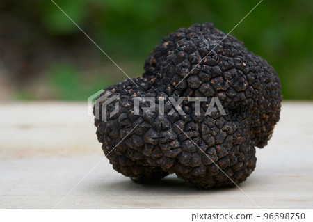 Tuber aestivum 96698750