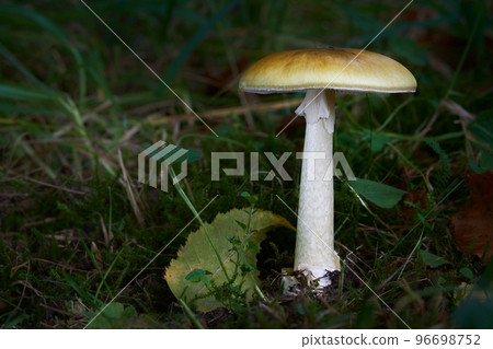 Amanita phalloides Amanita phalloides 96698752